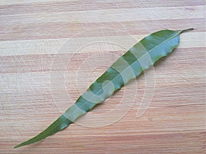 Polyalthia longifolia leaf on wooden background