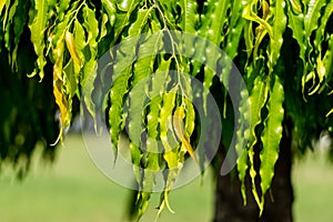 Polyalthia longifolia tree