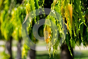 Polyalthia longifolia tree