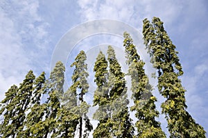 Polyalthia longifolia tree in nature garden