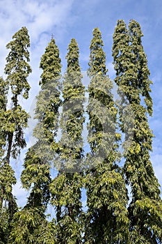 Polyalthia longifolia tree in nature garden