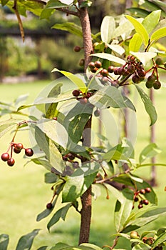Polyalthia suberose plant