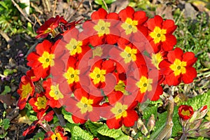 Polyanthus Pacific Giants