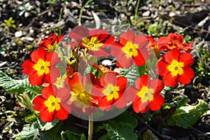 Polyanthus Pacific Giants