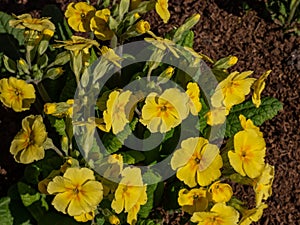 The polyanthus primrose or false oxlip (Primula polyantha) \'Lutea\' flowering with yellow flowers in spring