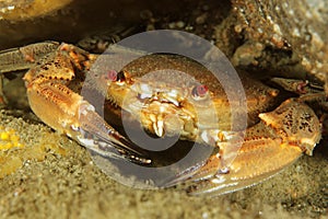 Polybius puber (Velvet Crab)