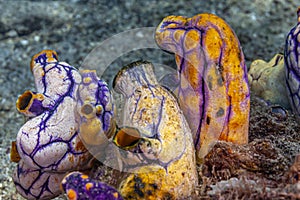 Polycarpa aurata, large tunicate, heart tunicate