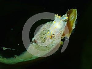 Polycera quadrilineata. Eyemouth, Scotland photo