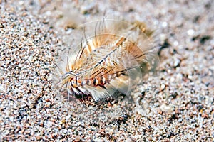 Polychaeta or polychaetes bristle worm