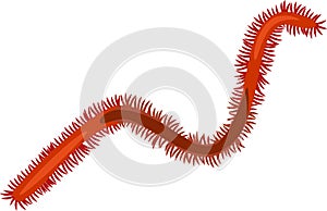 Polychaete