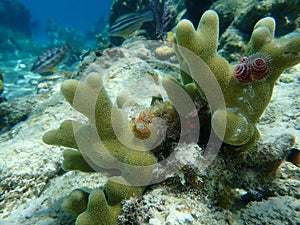 Polychaete Christmas tree worm or spiral-gilled tubeworm Spirobranchus giganteus and Thin finger coral Porites divaricata undesea