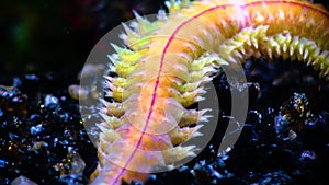 Polychaetes, marine worms Nereis. The fauna of the Black Sea