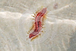 Polychaetes in seawater.