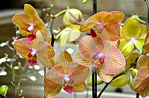 Polychrome butterfuly orchids photo