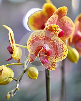Polychrome butterfuly orchids photo