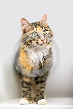 A polydactyl calico tabby domestic medium haired cat