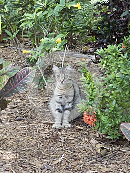 Polydactyl cat at Ernest Hemingway House, Key West photo
