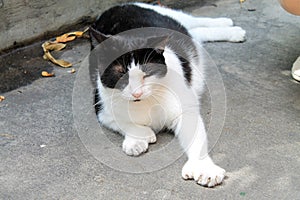 Polydactyl cat photo