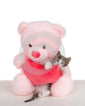 Polydactyl kitten hugging pink bear with red heart