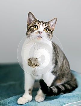 A polydactyl tabby shorthair cat