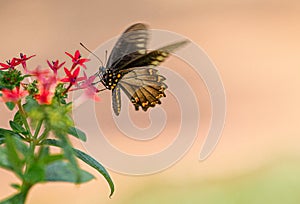 Polydamas Swallowtail Sipping Nectar From Red Penta Flower, Seminole, Florida