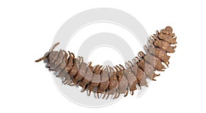 Polydesmidae millipede on white background