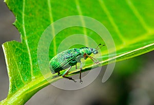 Polydrusus formosus - green shiny beetle weevil on a green leaf