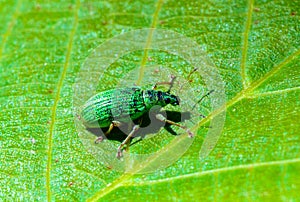 Polydrusus formosus - green shiny beetle weevil on a green leaf