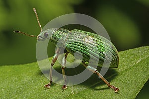 Macro of a green immigrant leaf weevil