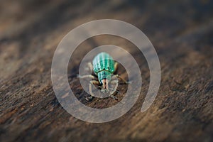 Polydrusus sericeus, Green Immigrant Leaf Weevil, Blue bug