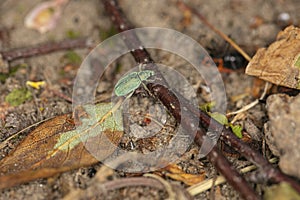 Polydrusus sericeus, Green Immigrant Leaf Weevil, walking in nature
