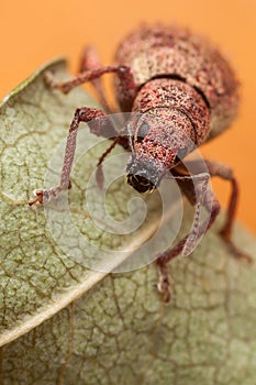 Polydrusus on stringy leaf