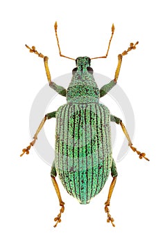 Polydrusus thalassinus