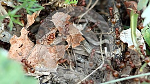 Polyergus rufescens ants at the entrance to their home