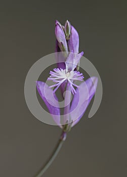 Polygala boissieri plant with deep purple flowers with winged petals and blunt white stamens on defocused dark green background photo