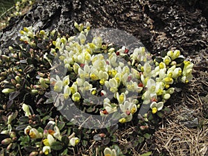 Polygala chamaebuxus  in bloom photo