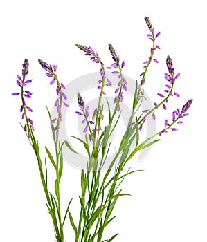 Polygala, commonly known as milkworts or snakeroots. Isolated photo