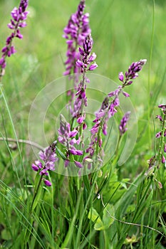 Polygala comosa blooms in nature photo