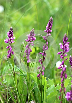 Polygala comosa blooms in nature photo