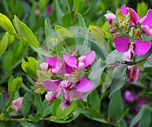 Polygala Or Milkwort In Crete Greece