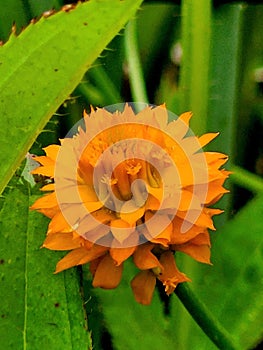 Polygala milkworts flower nature art