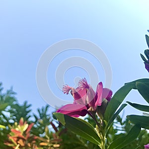 Polygala myrtifolia with blue sky background. square photo image.