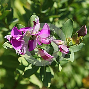 Polygala myrtifolia flowers