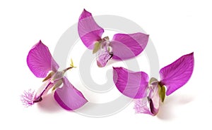 Polygala myrtifolia flowers