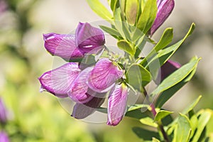 Polygala myrtifolia, Polygalaceae photo