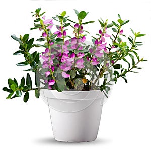 Polygala myrtifolia in a white ceramic pot. Isolated plant. photo