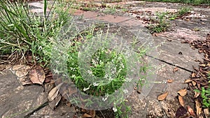 Polygala paniculata (Akar wangi, Jukut rindik, Sasapuan, Katumpang Lemah, Hierba del colico, Essence Fragile)