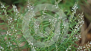 Polygala paniculata (Akar wangi, Jukut rindik, Sasapuan, Katumpang Lemah, Hierba del colico, Essence Fragile)