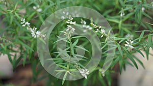 Polygala paniculata (Akar wangi, Jukut rindik, Sasapuan, Katumpang Lemah, Hierba del colico, Essence Fragile)