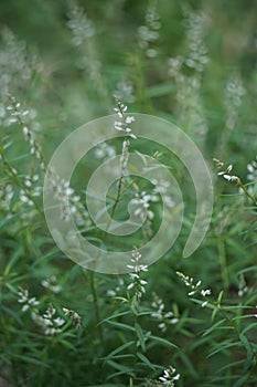 Polygala paniculata (Akar wangi, Jukut rindik, Sasapuan, Katumpang Lemah, Hierba del colico, Essence Fragile)